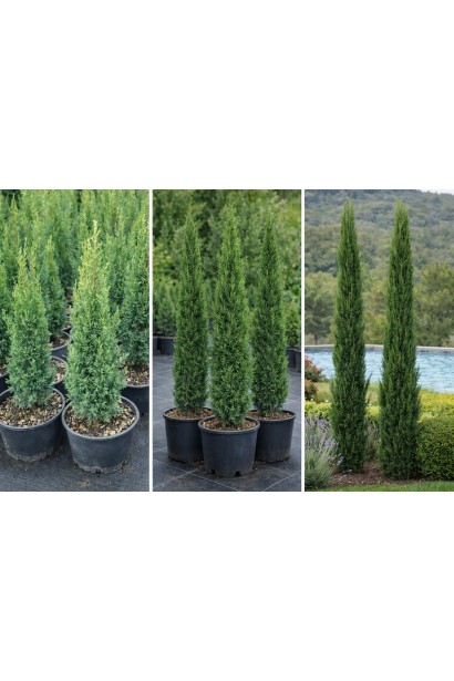 Cupressus Тотем догляд